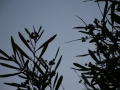img_5213 img_5213