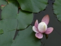 img_5176 img_5176