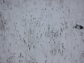 img_2674 img_2674