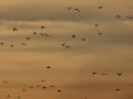 img_3985 img_3985