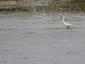 img_4133r